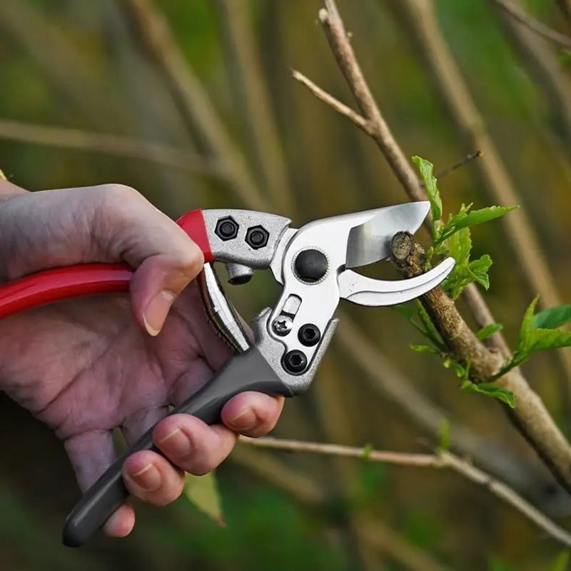 Pruning Shears