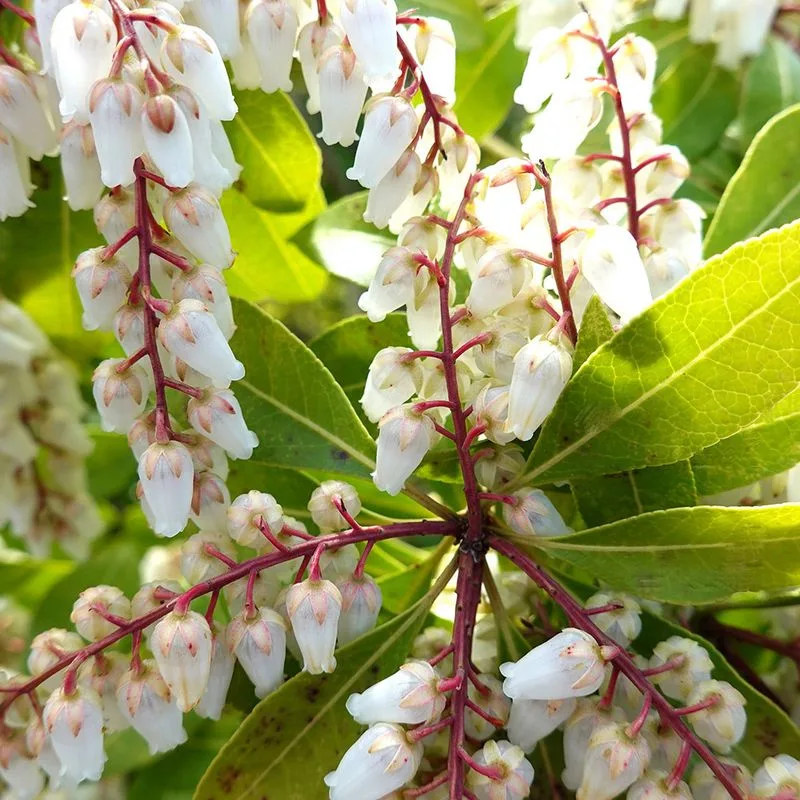 Pruning Spring Bloomers