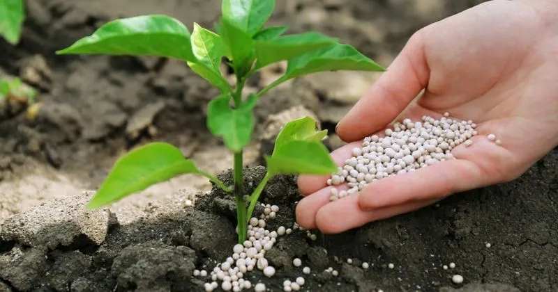 Over-fertilizing Plants