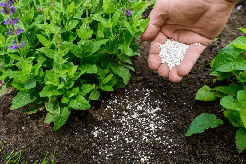 Fertilizing Excessively
