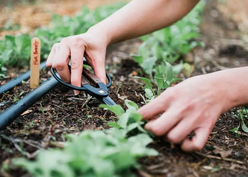 Pruning and Thinning
