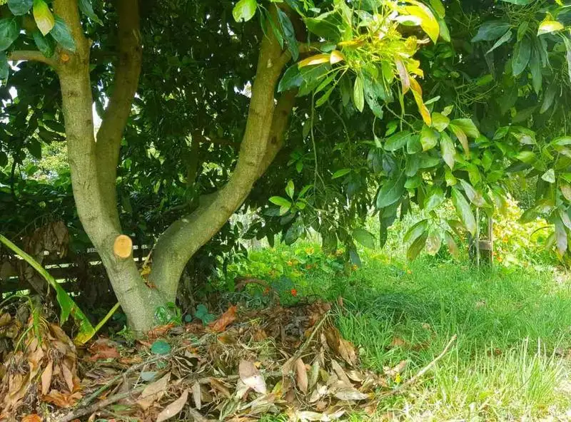 Pruning for Health