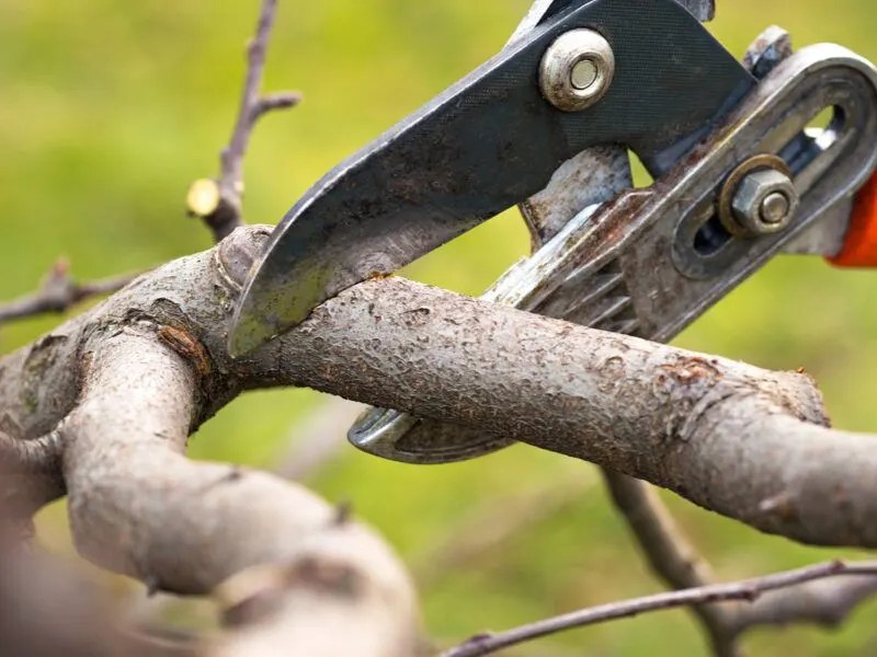 Pruning for Health