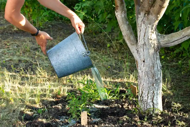 Proper Watering Techniques