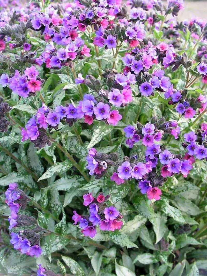 Pulmonaria