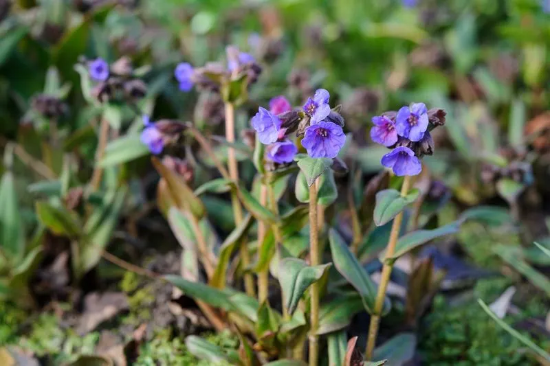 Pulmonaria