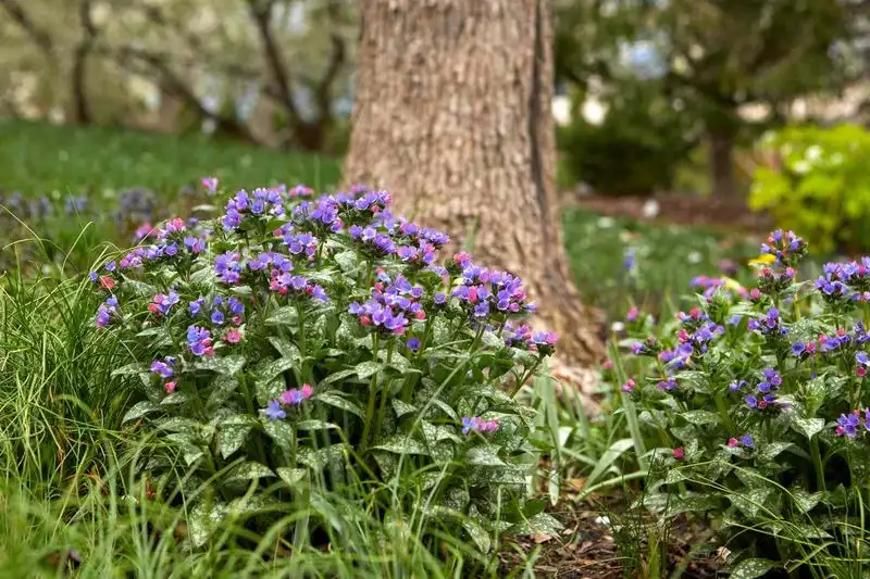 Pulmonaria