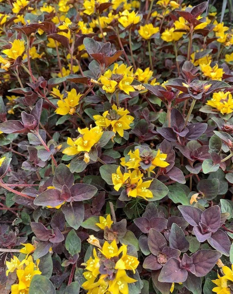 Lysimachia