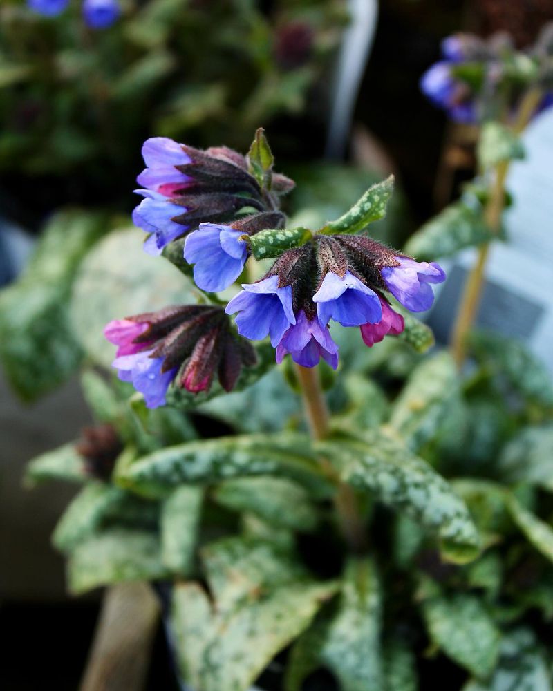 Pulmonaria (Lungwort)