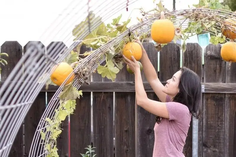 Pumpkin Pyramids