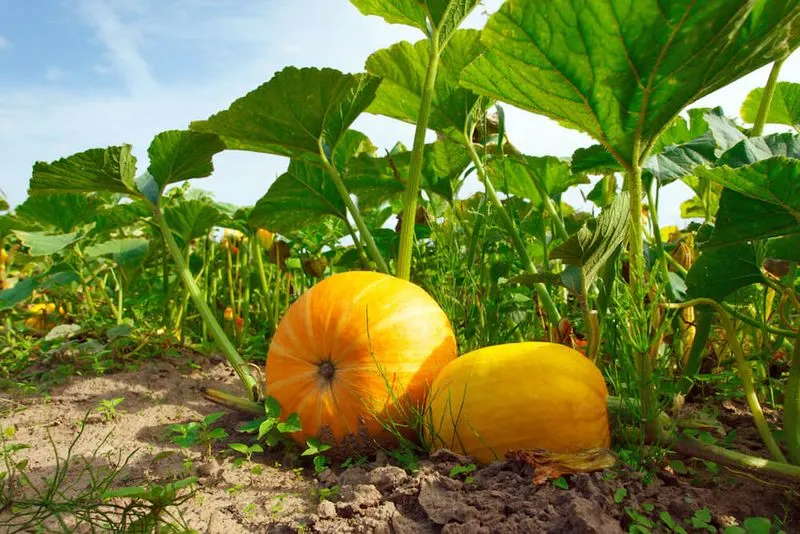 Pumpkins