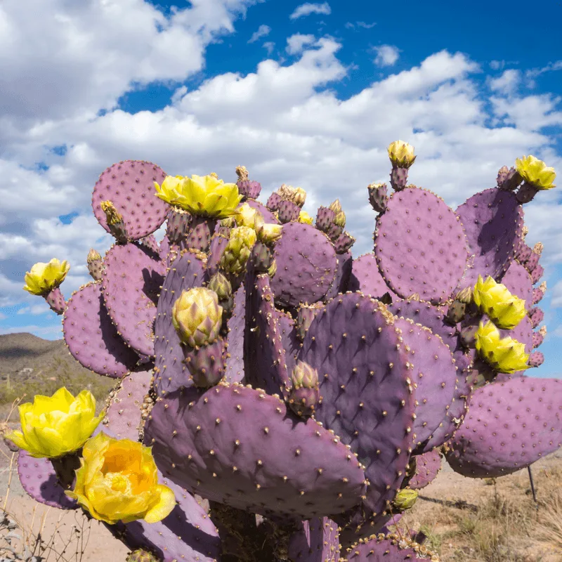 Purple Cactus Pear