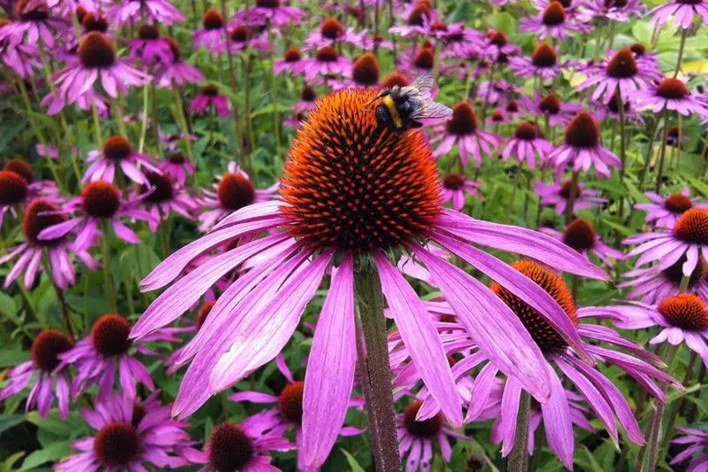 Purple Coneflower (Echinacea purpurea)