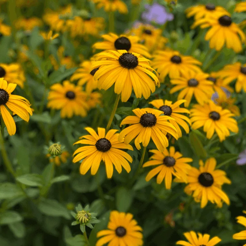 Black-Eyed Susan (Rudbeckia hirta)