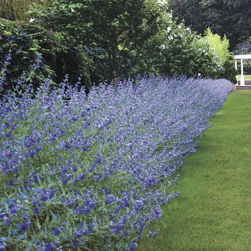 Caryopteris Bluebeard