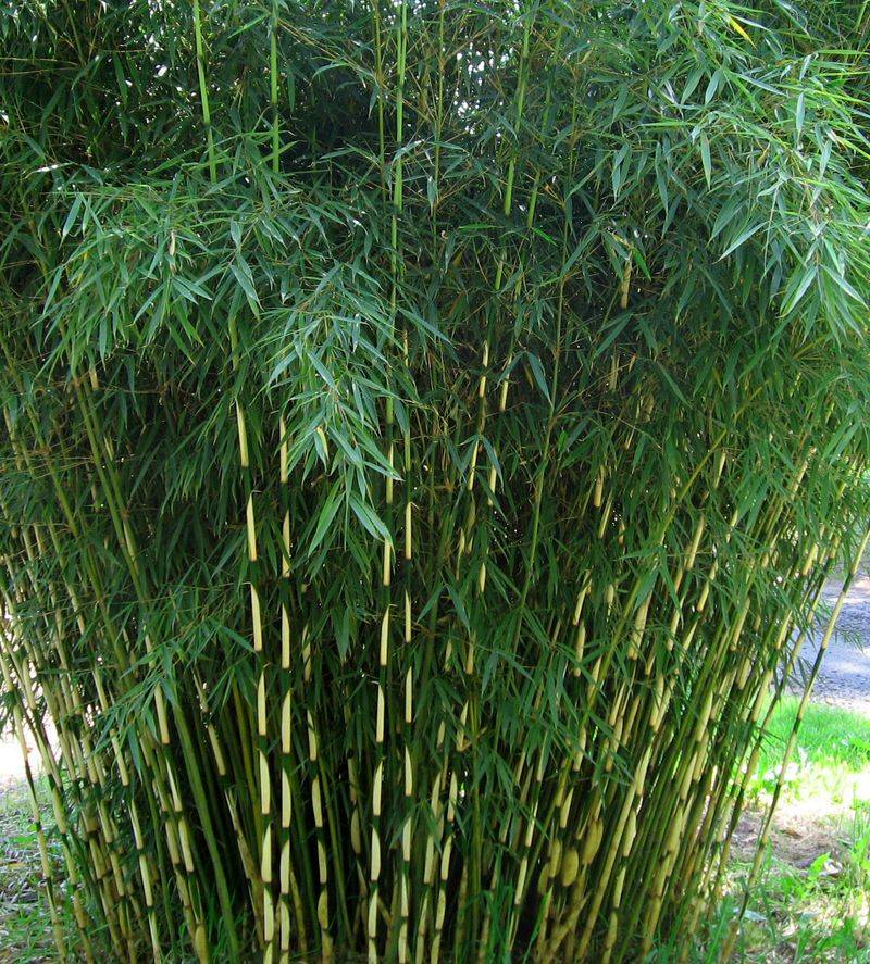 Clumping Bamboo