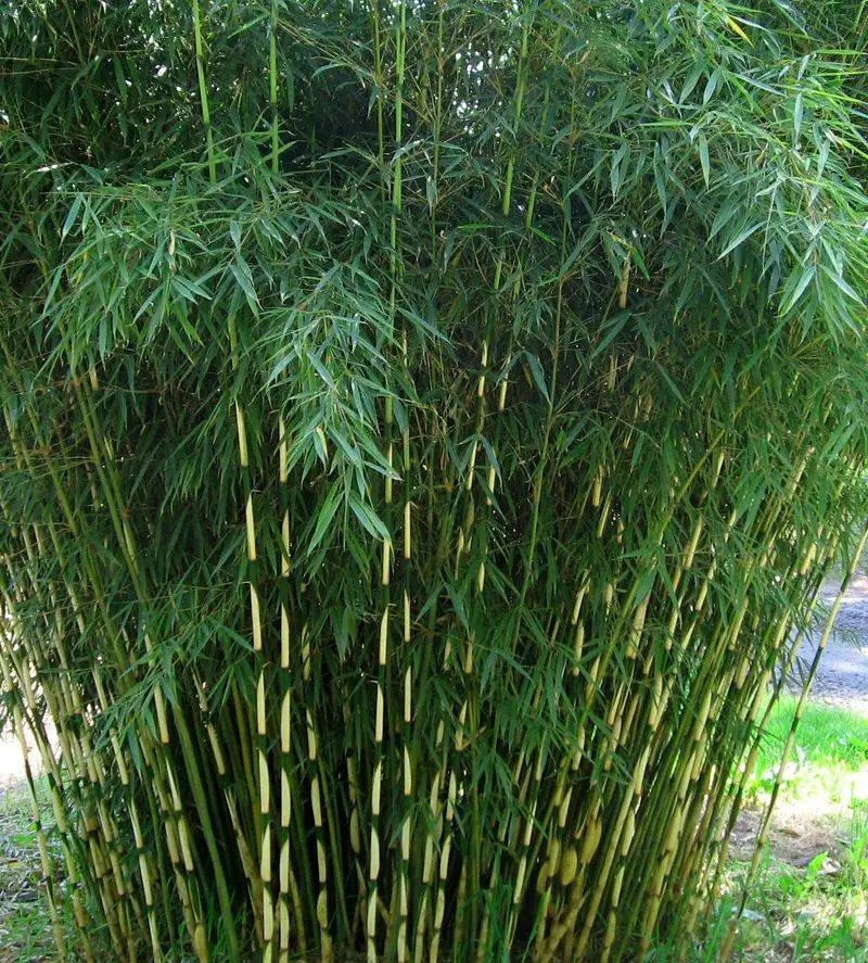 Clumping Bamboo