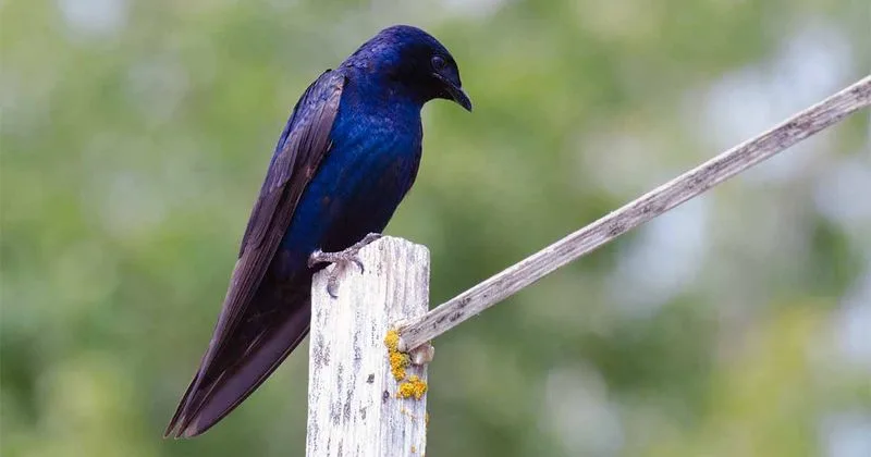 Purple Martin