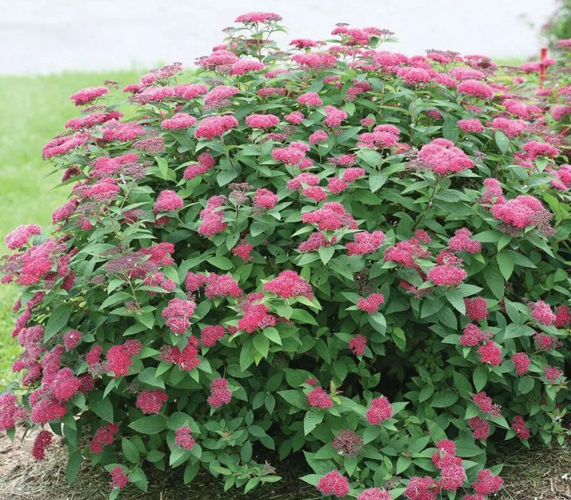 Spirea