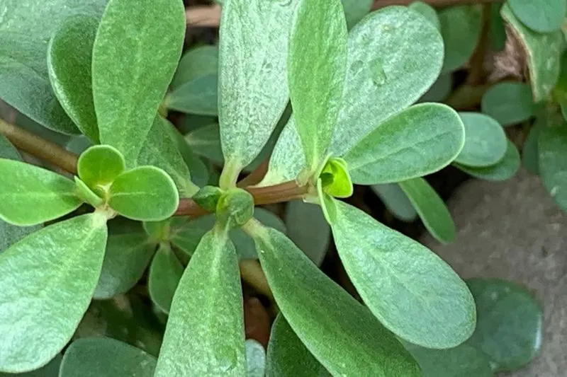 Purslane