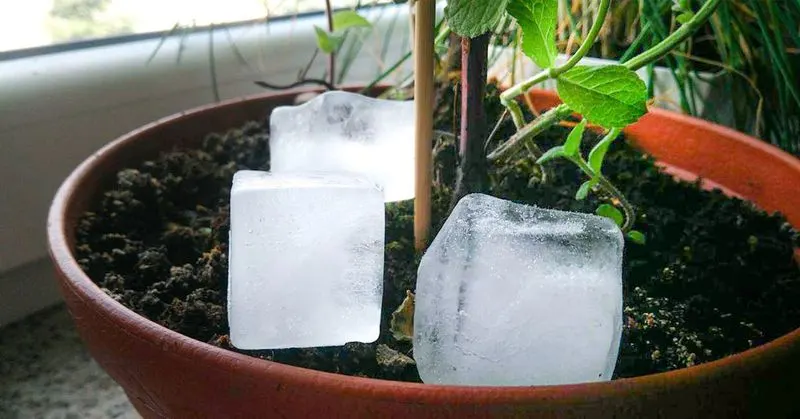 Putting Ice Cubes on Potted Plants