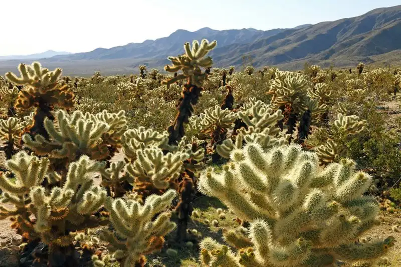 Quirky Cottonwood Cactus