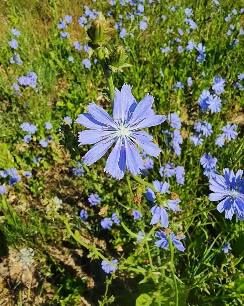 Chicory