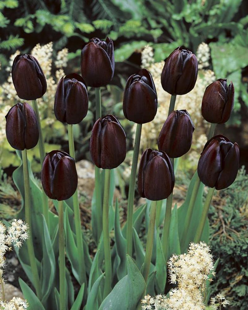Queen of Night Tulip