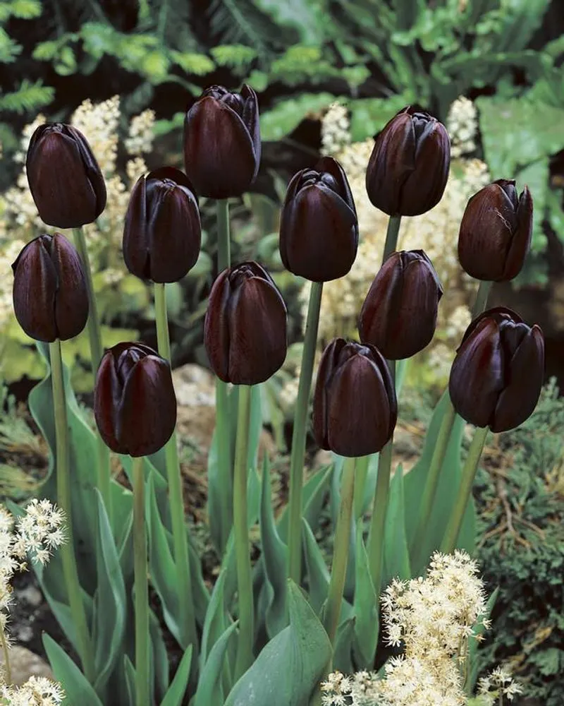 Queen of Night Tulip