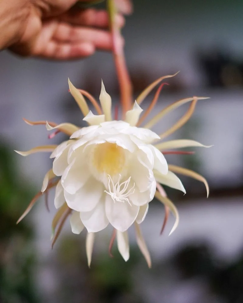 Queen of the Night