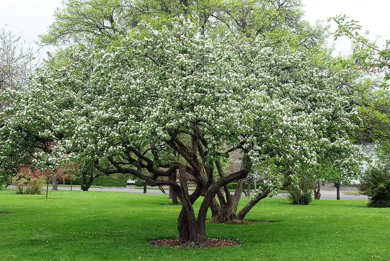 Quince (Cydonia oblonga)