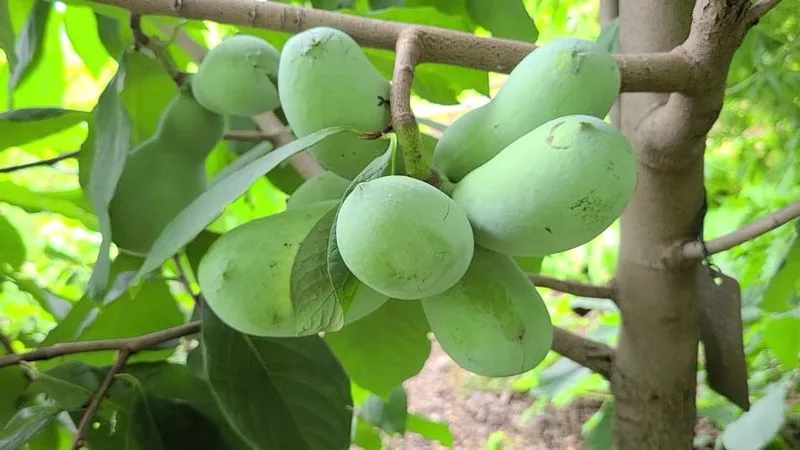 Pawpaw Tree