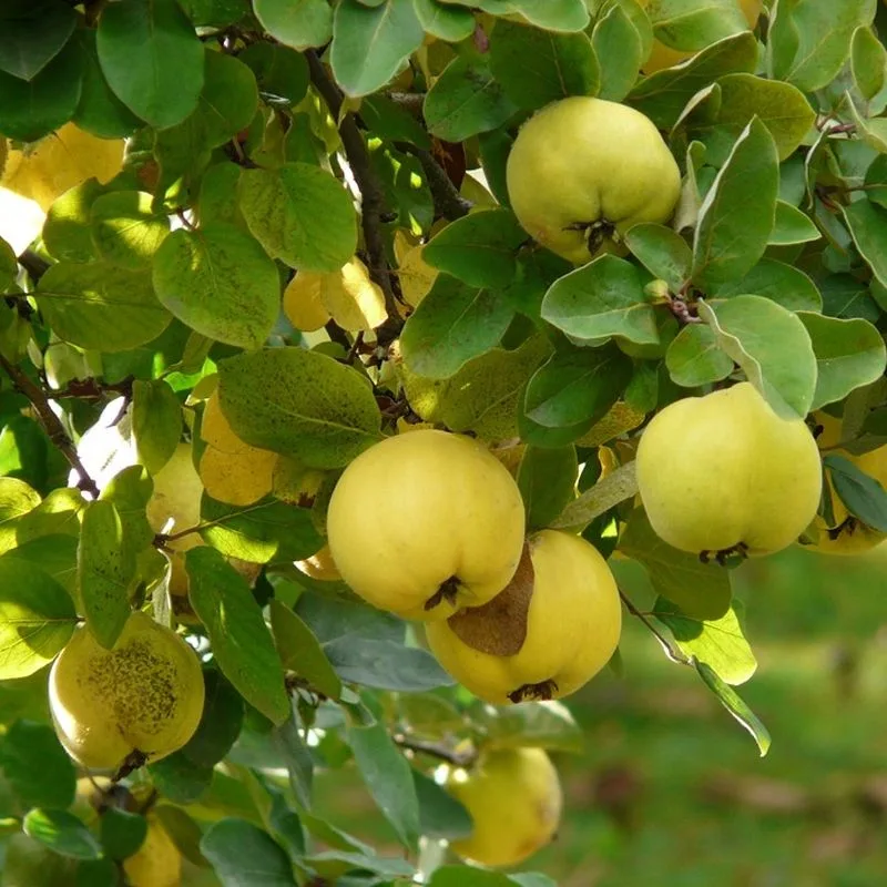 Quince Tree