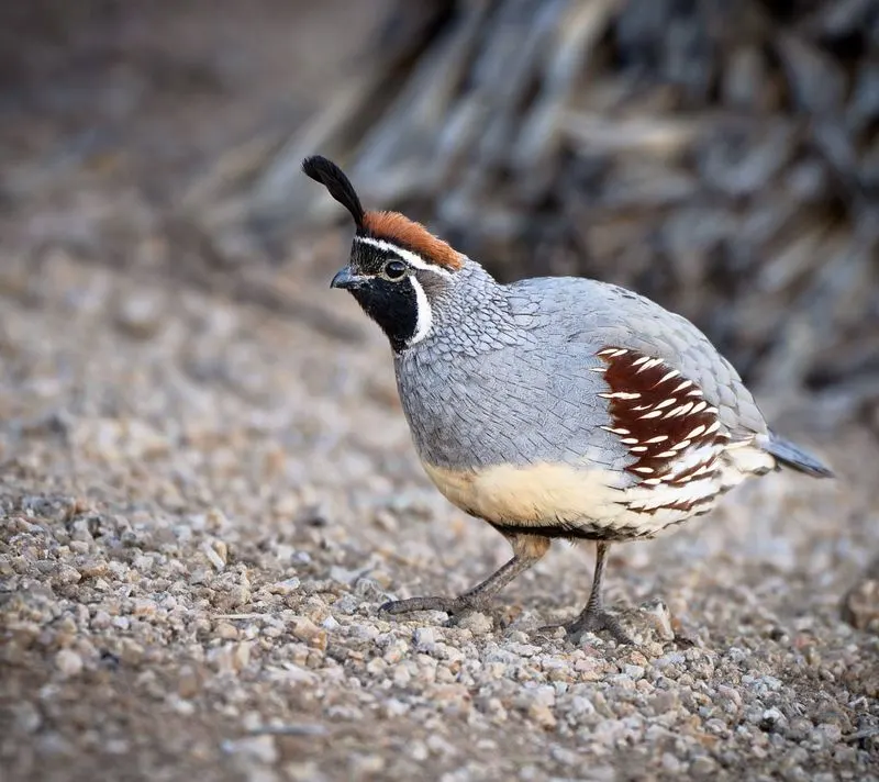 Quirky Quail