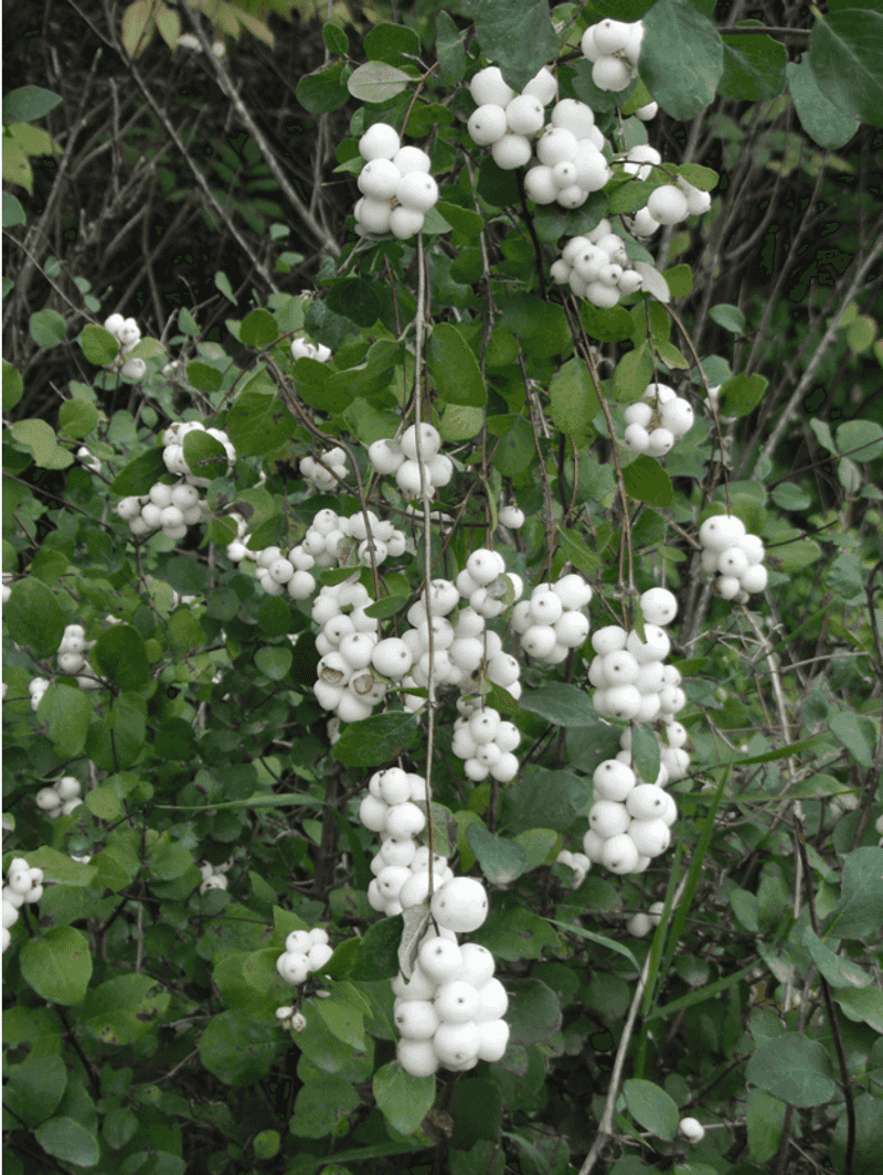 Mountain Snowberry