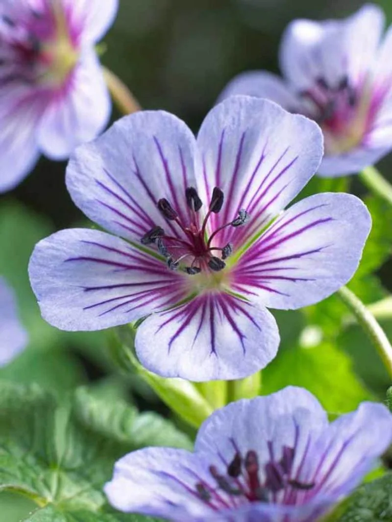 Radiant Geranium Glow