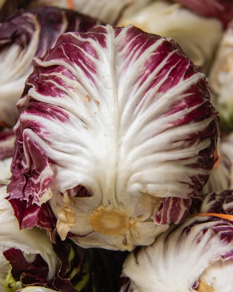 Radicchio