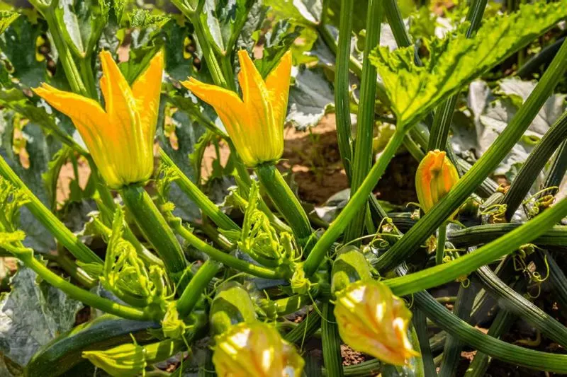 Zucchini