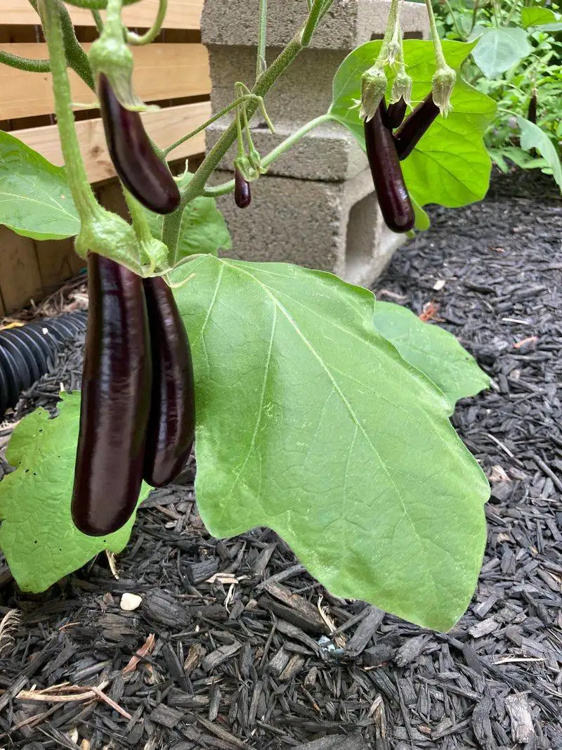 Eggplants