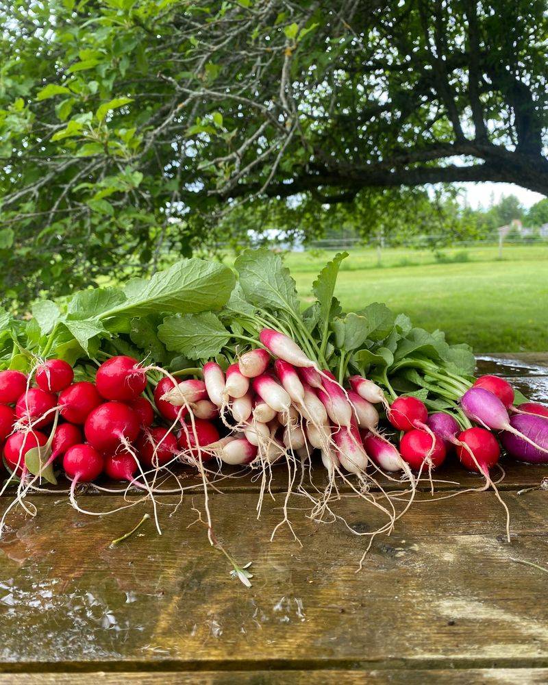 Radishes