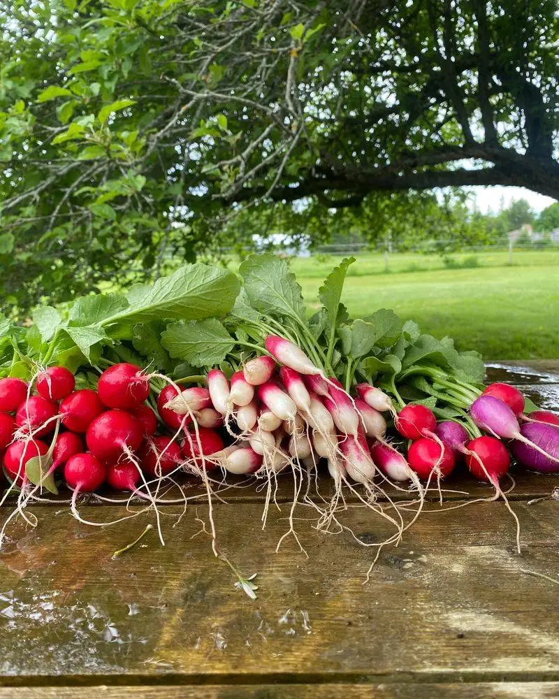 Radishes