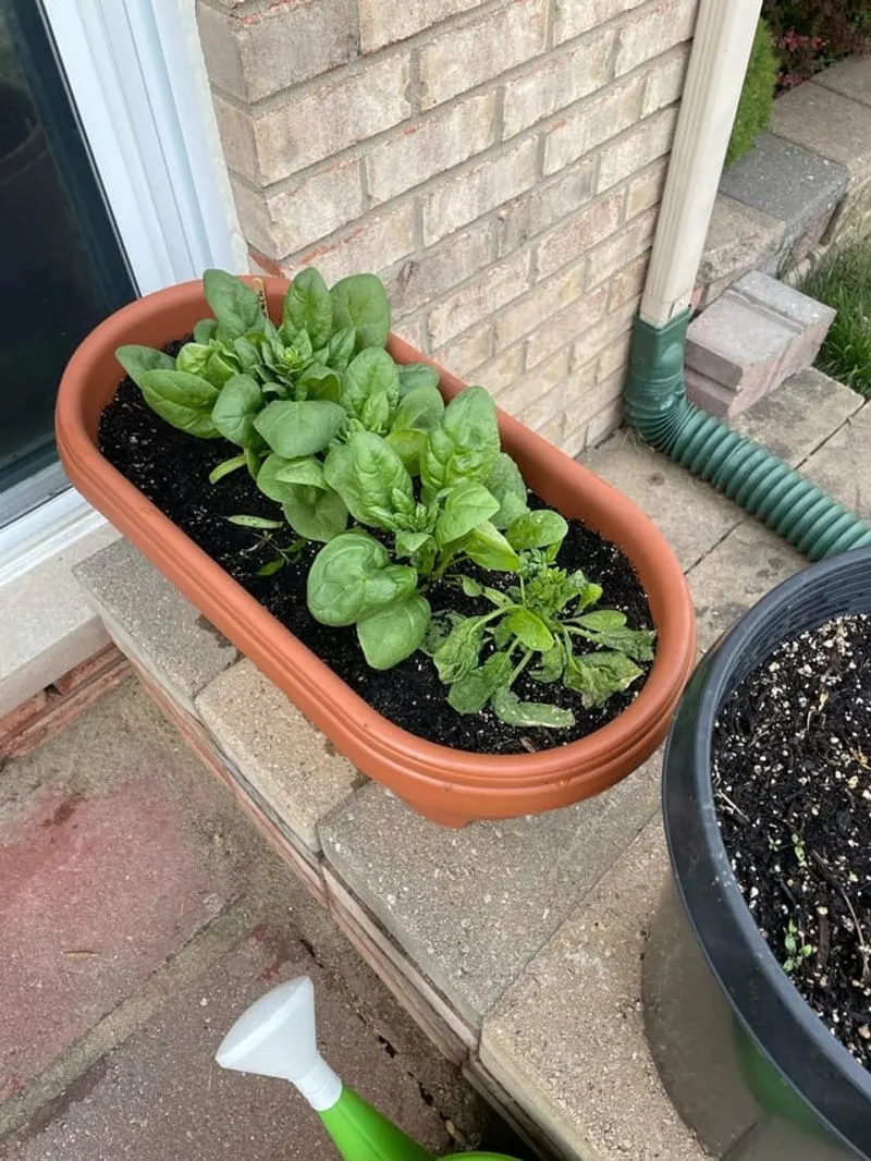 Spinach