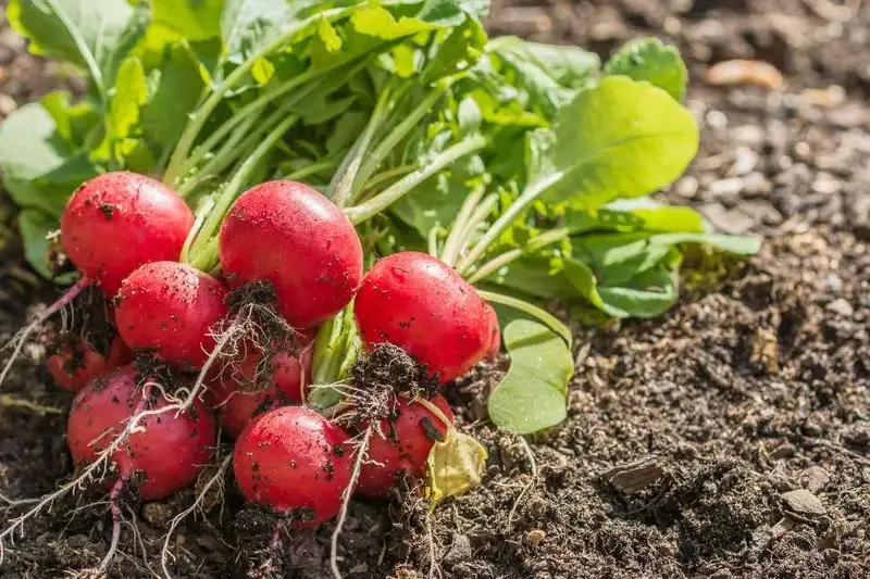 Radishes (Struggles)