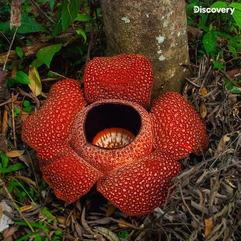 Rafflesia