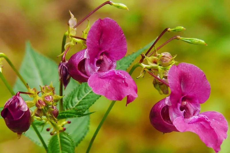 Himalayan Balsam