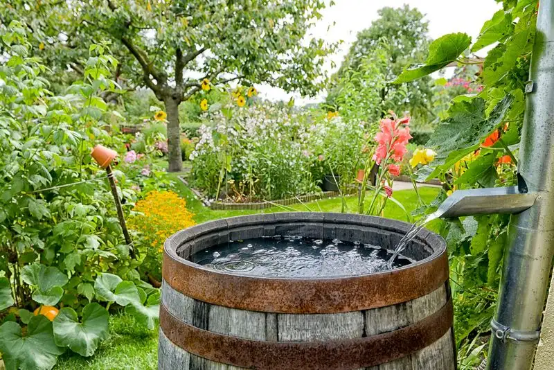 Rain Barrel Collection