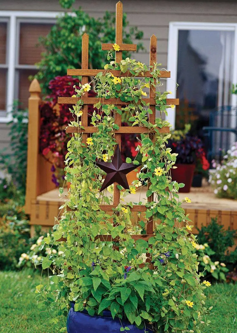 Garden Trellis