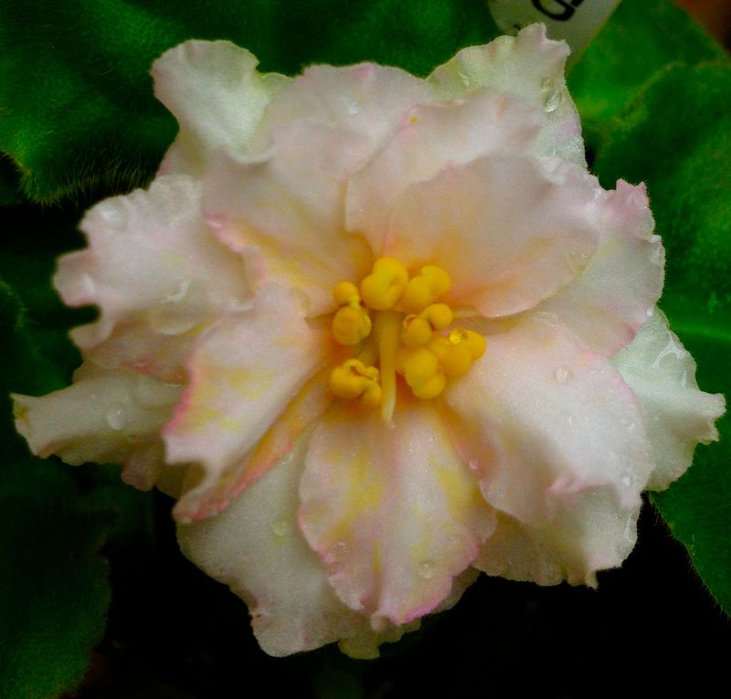 Sunkissed Rose