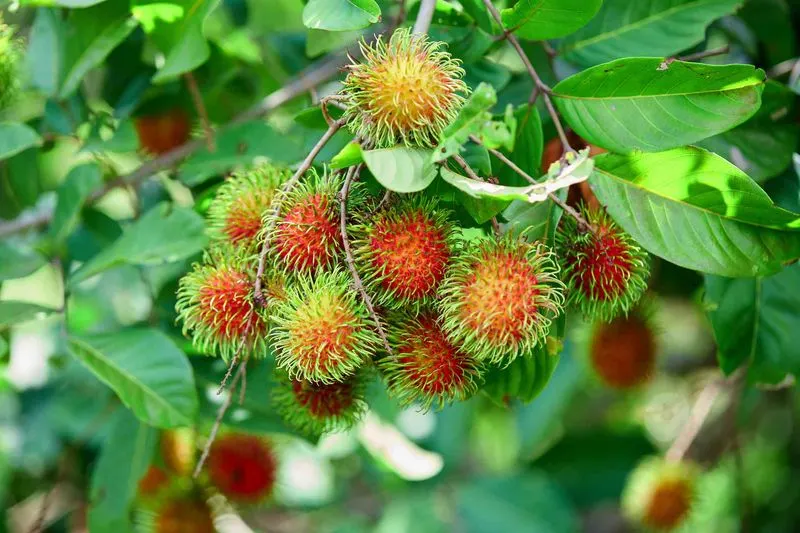 Rambutan Grow Tonic