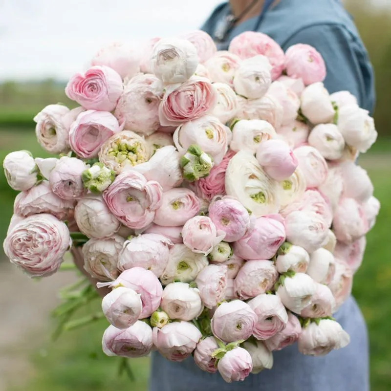 Ranunculus
